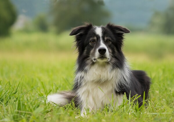 Schapendrijven door bordercollie