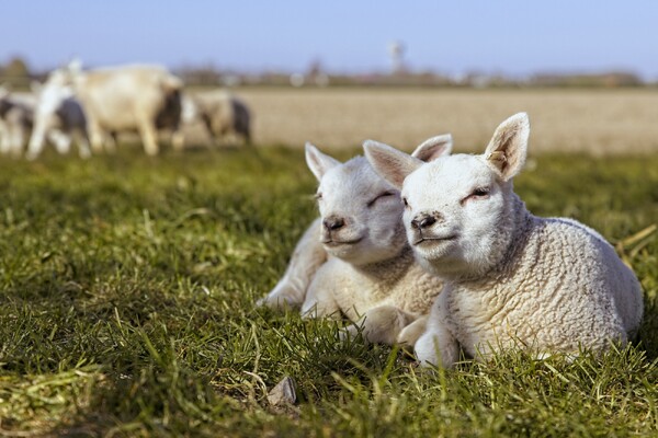 Schaap met lammetjes kijken en aaien
