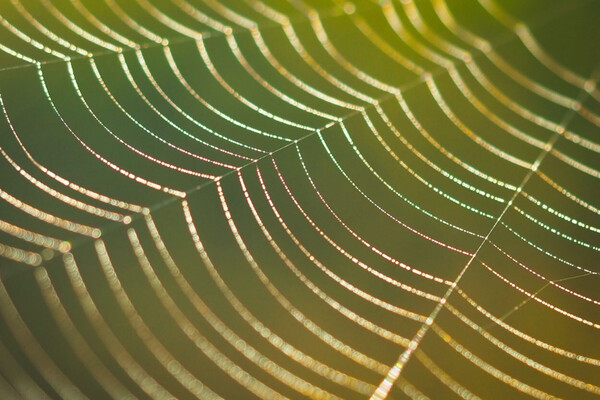 Macrofotografie met je mobiel – workshop
